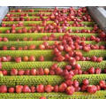 IQF Einfrieren Bio Strawberry HS-16090910